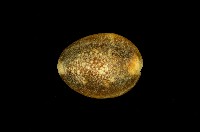 藏品(雪山寶螺)的圖片